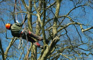 A skilled arborist rappelling down a tree, performing safe tree removal services for Carlos Tree Service in Juneau, AK.
