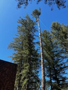 An arborist performing tree removal services high in a tall tree, provided by TRA, Teton Rope Access in Alpine, WY.