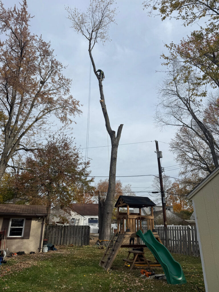 A Triple A Tree Service PA arborist performing high-level tree removal in Philadelphia, PA.