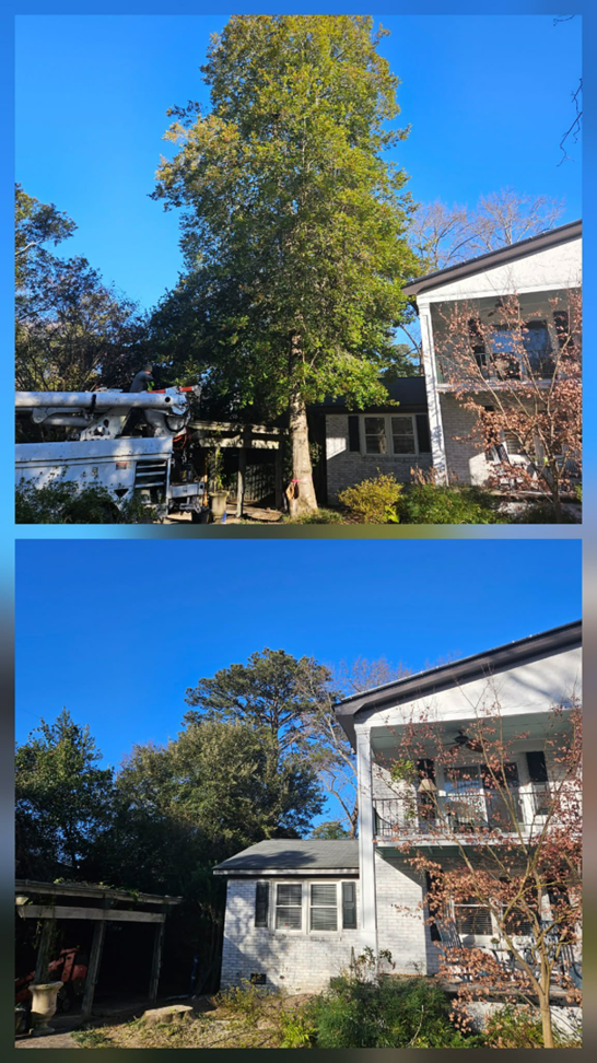 Before and after photos showing a tall tree removed by Michael Wayne's Landscaping & Tree Service in Columbia, SC.