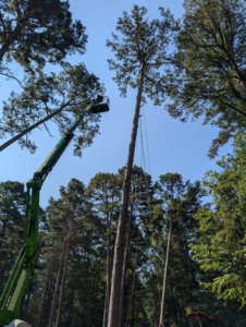 A worker in a boom lift preparing to remove a tall pine tree with ropes for Hughes Tree and Landscaping in Poolesville, MD.