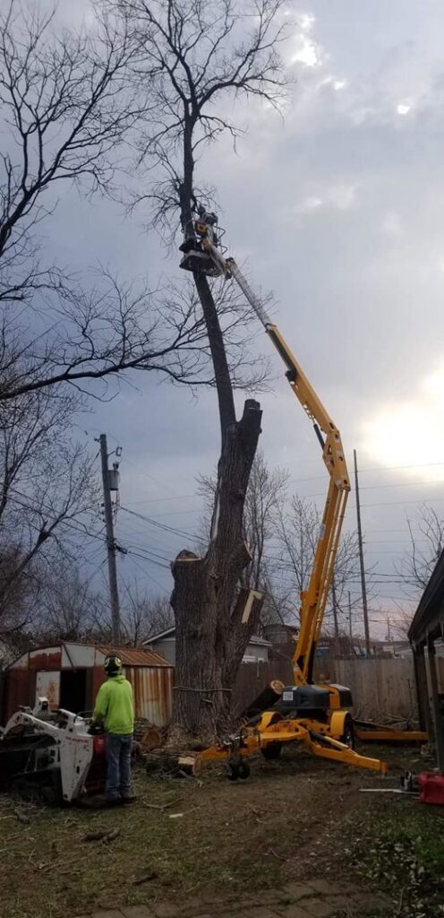 A tree service worker in a bucket lift removing branches from a tall tree for Arbor Med Tree Service in Wichita, KS.