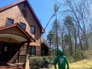 A tree service professional in a bucket lift carefully removing sections of a tall pine tree for Ethical Tree Services in Woonsocket, RI.