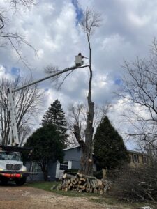 A tree service worker in a bucket truck using a chainsaw for tree removal, with logs piled on the ground by Miguel's Lawn Service LLC in Columbus, OH.