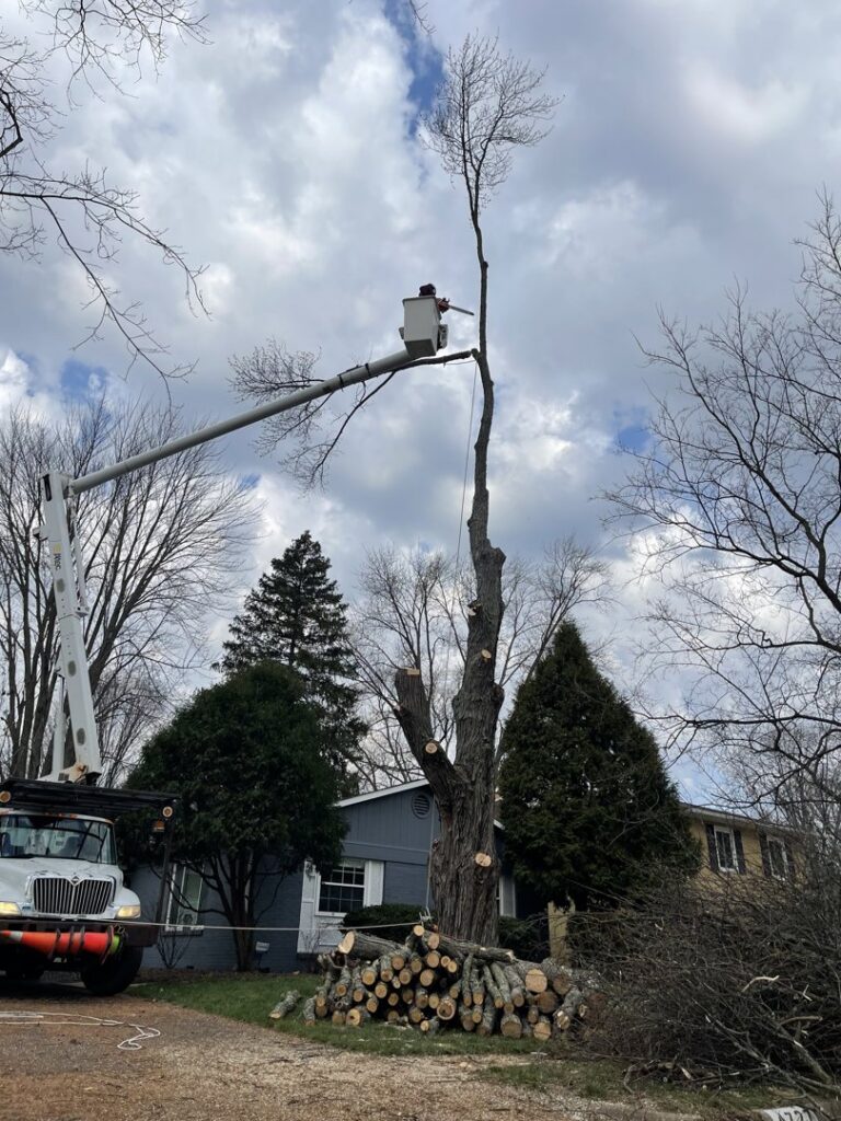 A tree service worker in a bucket truck using a chainsaw for tree removal, with logs piled on the ground by Miguel's Lawn Service LLC in Columbus, OH.