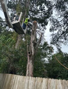 A Complete Tree Service, LLC worker in a bucket lift cutting a tree trunk during a removal project in Charleston, SC.