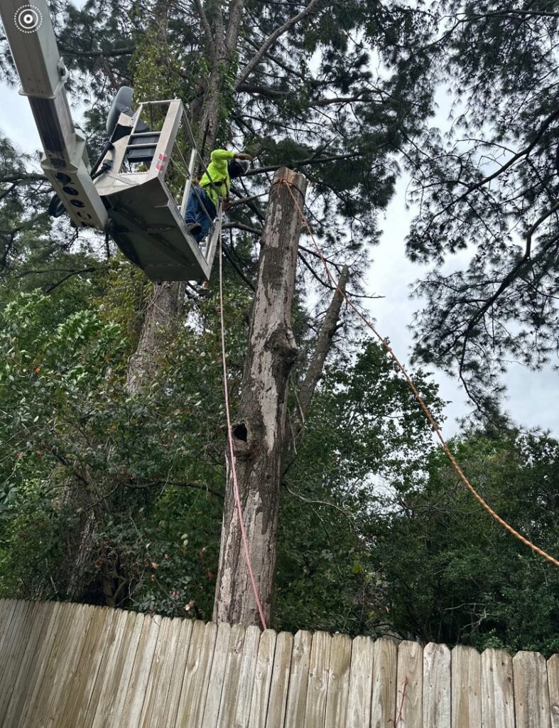 A Complete Tree Service, LLC worker in a bucket lift cutting a tree trunk during a removal project in Charleston, SC.