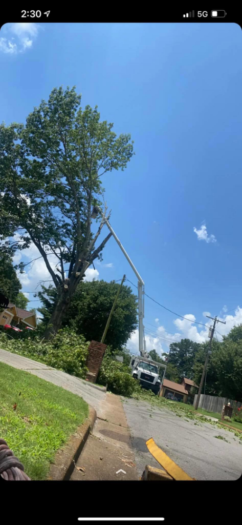 A large tree removal job with a bucket truck and debris on the ground by SDV professional tree service llc in Fyffe, AL.