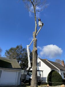 A worker in a bucket truck performing tree removal services for Edgar&son's landscaping in Boston, MA
