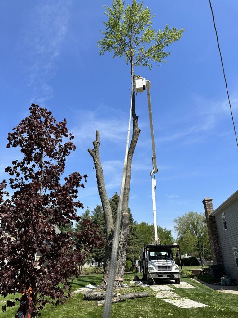 Wildwood Tree Service crew using a bucket truck for tree removal and trimming on a tall tree in Elgin, IL.