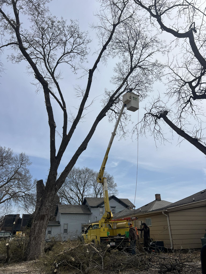 Tree service workers using a bucket truck to remove branches from a large tree at Toben Tree Service in Yankton, SD.