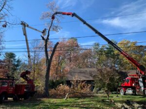 Two bucket trucks performing tree removal services with a crane arm for Rhode Island Tree Removal in Providence, RI.