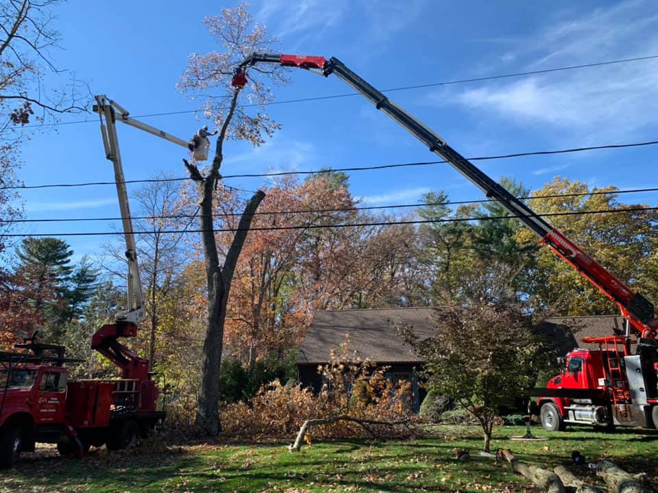 Two bucket trucks performing tree removal services with a crane arm for Rhode Island Tree Removal in Providence, RI.