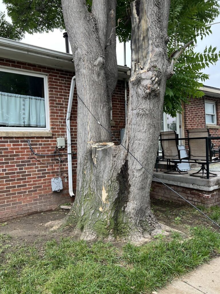 A large tree trunk showing signs of removal or cabling work by AAA Emergency Tree Service LLC in Denver, CO.