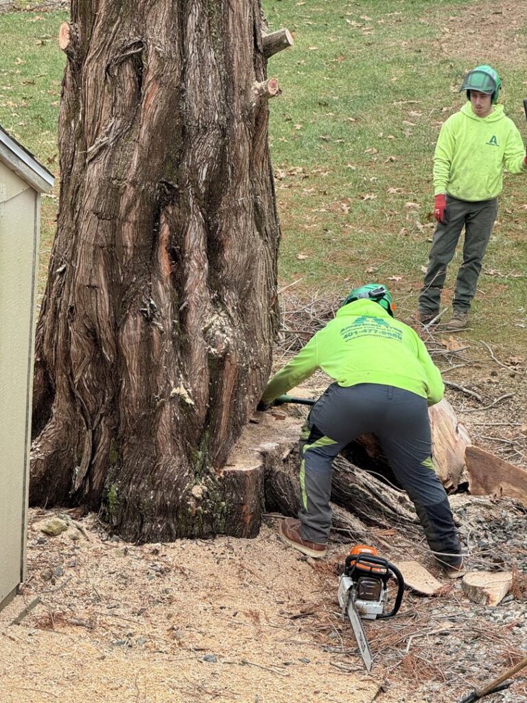 American Tree Service, Inc. workers using a chainsaw for tree removal in Coventry, RI.