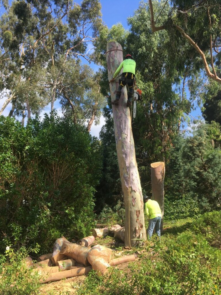 A tree service crew performing tree removal with a chainsaw, with cut logs on the ground, by Salcedo Tree Service Inc in San Diego, CA.