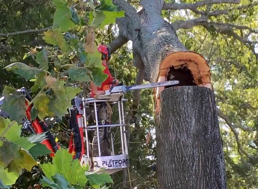A tree service professional using a chainsaw from a lift bucket for tree removal by The Tree Expert llc in Charleston, SC.