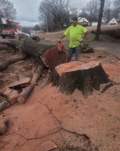 A tree service worker with a chainsaw standing next to a large tree stump and felled trunk after removal by A New Image Property Maintenance in Olive Branch, MS.