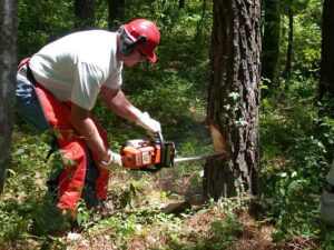 A tree service worker using a chainsaw to cut down a tree in a forest for Little Rock Tree Service Pros in Little Rock, AR.