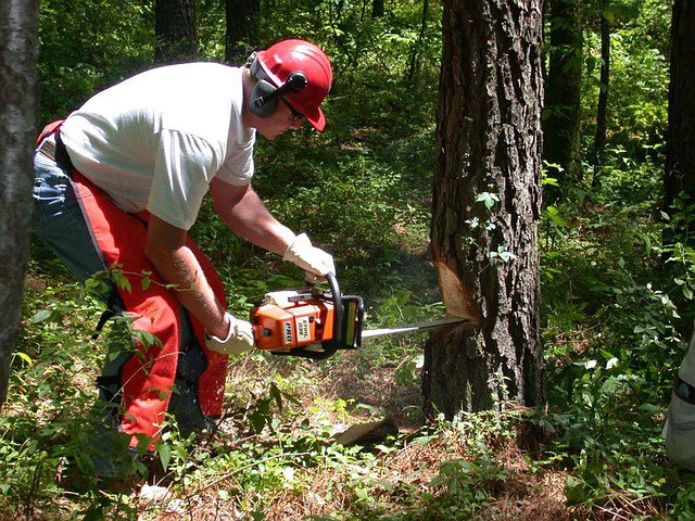 A tree service worker using a chainsaw to cut down a tree in a forest for Little Rock Tree Service Pros in Little Rock, AR.