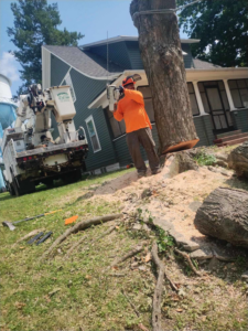 A tree service worker using a chainsaw to remove a tree trunk for Javier Medina Tree Service LLC in DrDenison, IA.