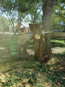 A tree service worker using a chainsaw to cut down a tree trunk for Kansas Tree Care in Lawrence, KS.