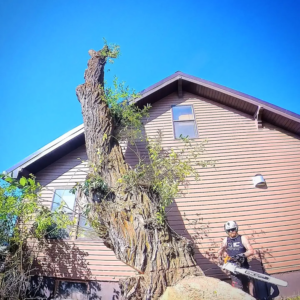 A tree service worker with a chainsaw performing tree removal next to a house for Mountain Tree Company in Missoula, MT.