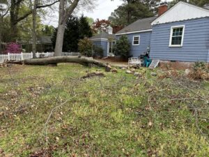 A backyard after tree removal, showing logs and branches, cleaned up by Broccolo Tree Care in Rochester, NY.