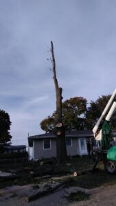 Tree removal and cleanup with a chipper truck by Breeden Tree Service in Cedar Rapids, IA