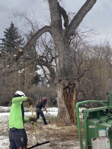 Bozeman Arborcare Tree Service LLC crew members performing tree removal and cleanup with a chainsaw and rake in Bozeman, MT.