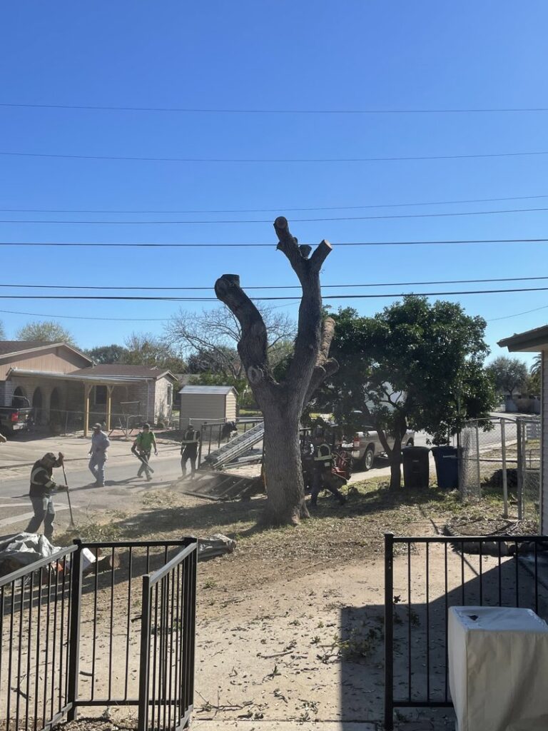 A crew cleaning up debris after a large tree removal or heavy trimming by JRs PALM TREE SERV. in Corpus Christi, TX.