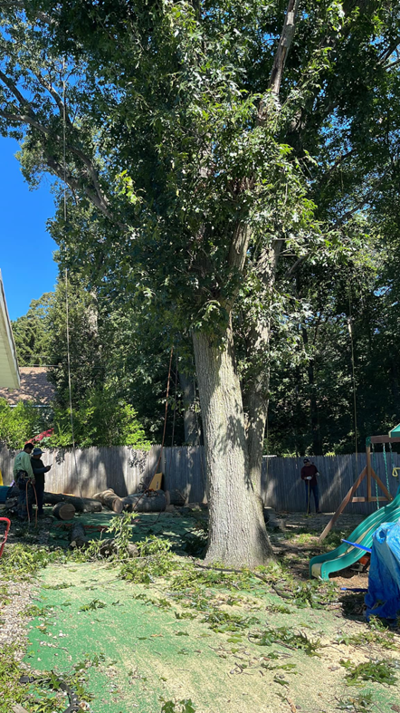 Olvin's Tree Service Inc crew managing cut logs and branches during a tree removal in Studley, Brockton, MA.