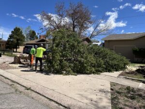 Tree service crew cleaning up a large pile of branches after tree removal by Tall Timbers Tree & Shrub Service in Colorado Springs, CO.