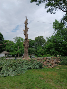 Workers cleaning up after a tree removal job by Flores Tree Service in Huntly, VA, with logs and branches on the ground.