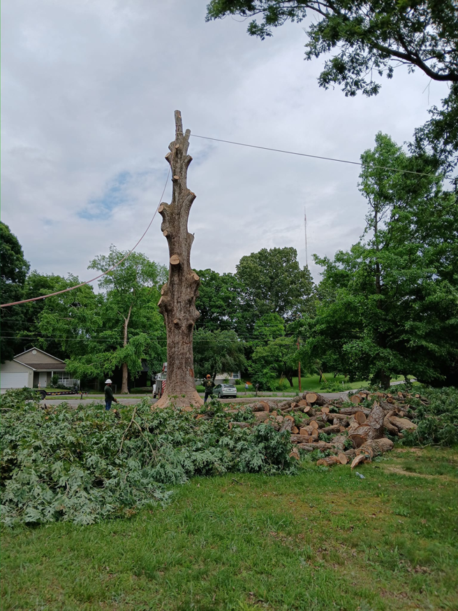 Workers cleaning up after a tree removal job by Flores Tree Service in Huntly, VA, with logs and branches on the ground.