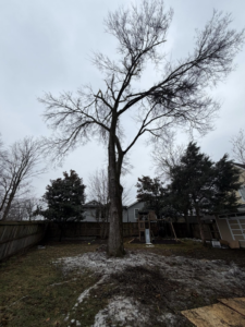 A large bare tree with a pile of branches and debris at its base after tree removal or pruning by Grounds and Tree Care in Nashville, TN.