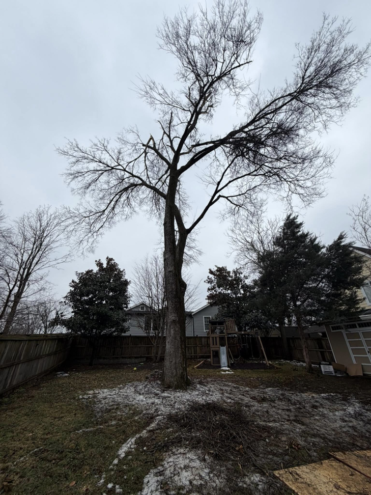 A large bare tree with a pile of branches and debris at its base after tree removal or pruning by Grounds and Tree Care in Nashville, TN.