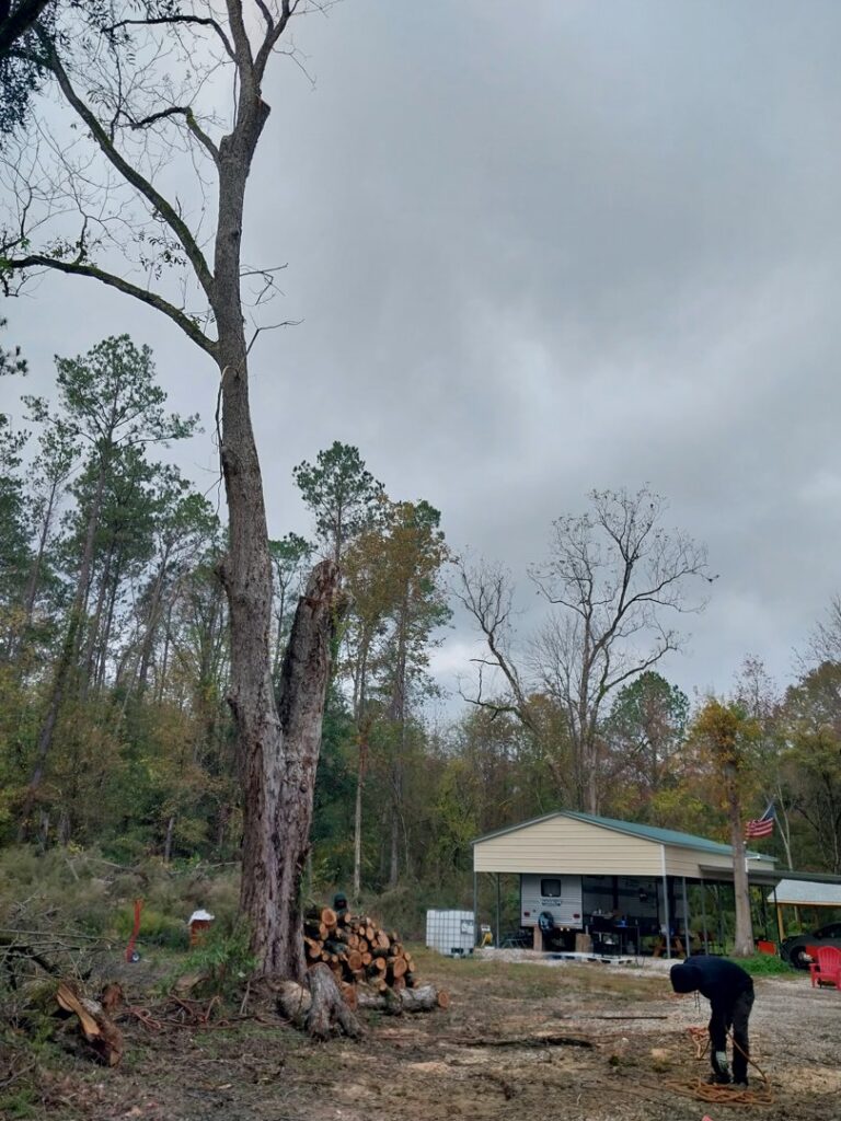 A large tree with a damaged trunk and cut logs on the ground, showing tree removal and cleanup by Jacinto's Tree Services in Montgomery, AL.