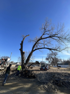 Workers and a skid-steer loader cleaning up after tree removal by Kahlo's Tree Service in Stanton, NE.