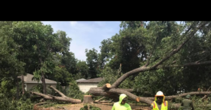 Workers in safety gear performing tree removal and cleanup services for Mty lawn and tree service in Dallas, TX
