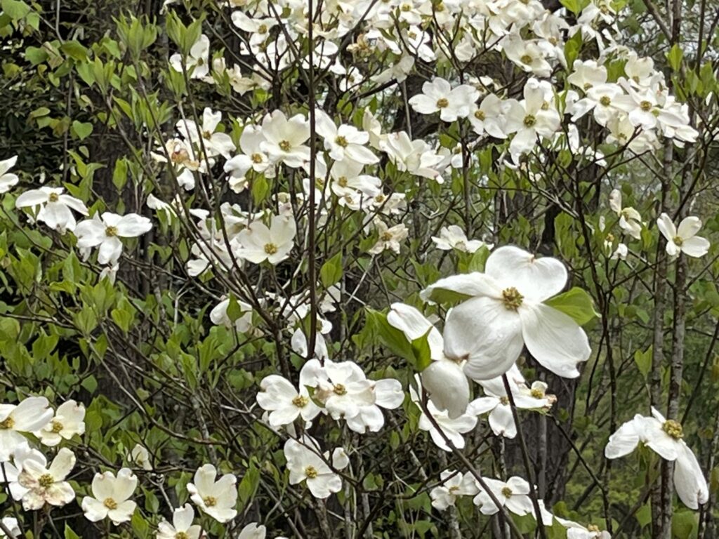 A skilled tree climber in a harness using a chainsaw for tree removal by Jarvis Tree Experts in Sandy Springs, GA.