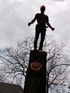 A tree service professional standing on a freshly cut tree stump, giving a thumbs up after a successful tree removal in Austin, TX by Ozark of Austin.