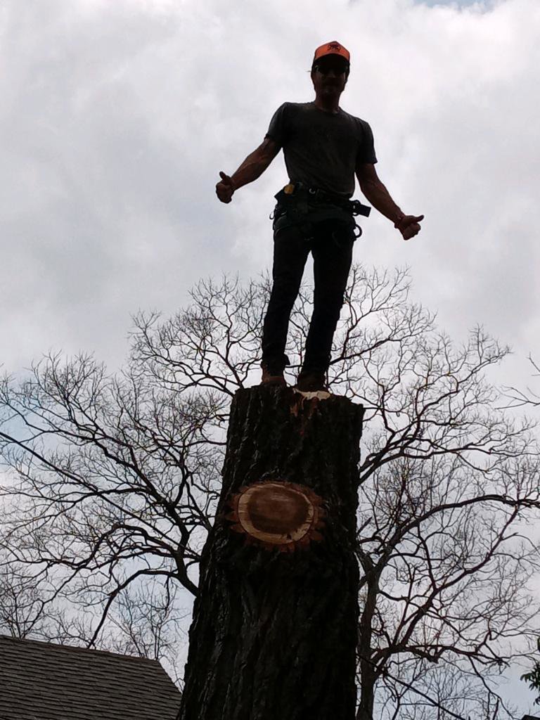 A tree service professional standing on a freshly cut tree stump, giving a thumbs up after a successful tree removal in Austin, TX by Ozark of Austin.