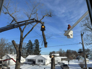 A tree service crew using a crane and bucket lift to remove a large tree in Utica, NY, by Helmer's Complete Tree Service, LLC.
