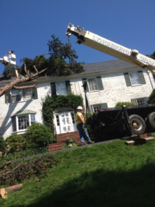 Tree service workers use a crane and bucket lift to remove branches from a large tree near a house by Mark's Tree & Stump Removal in Roanoke, VA.