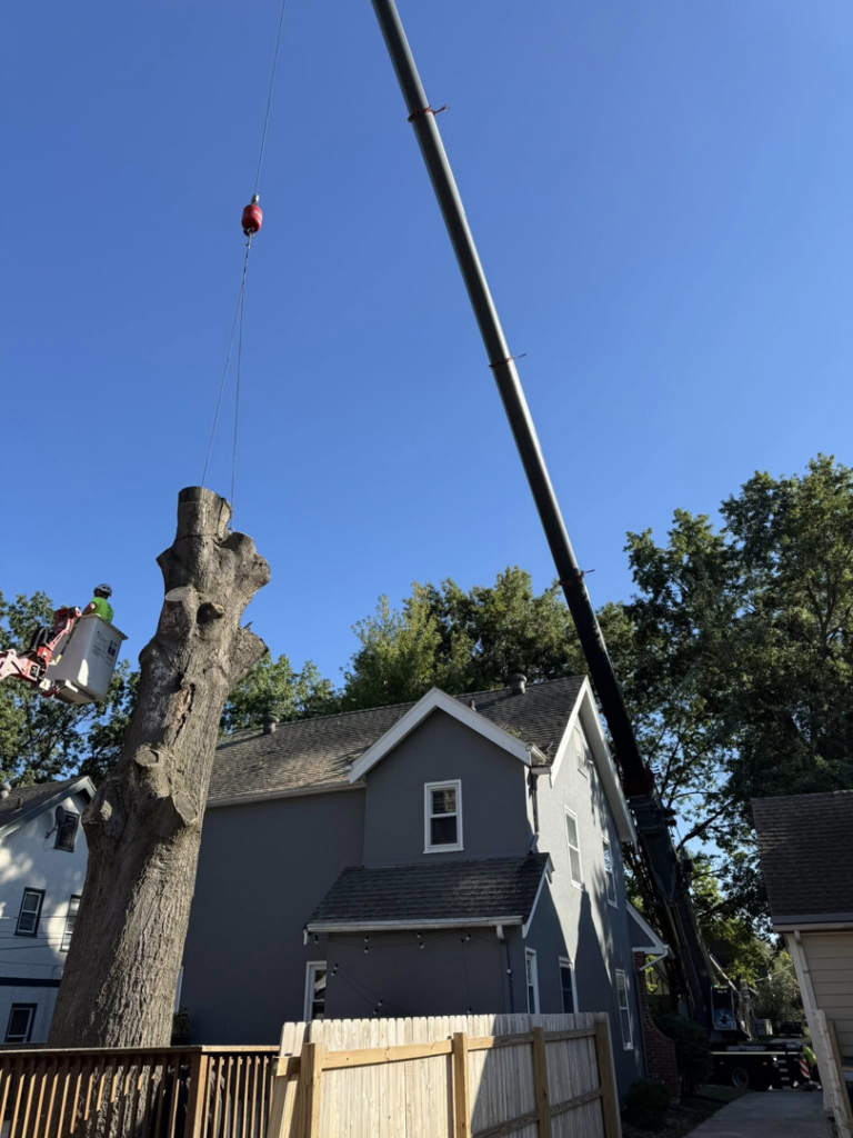 A large tree being removed with a crane and bucket lift by RC Tree Service in South Bend, IN.