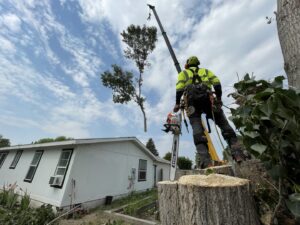 A tree service worker with a chainsaw on a stump as a crane lifts a tree section for Elevation Tree Service LLC - Magic Valley in Salt Lake City, UT.