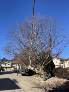 A large tree being removed with a crane, showing cut branches on the ground by A & C Tree Service in Las Vegas, NV.