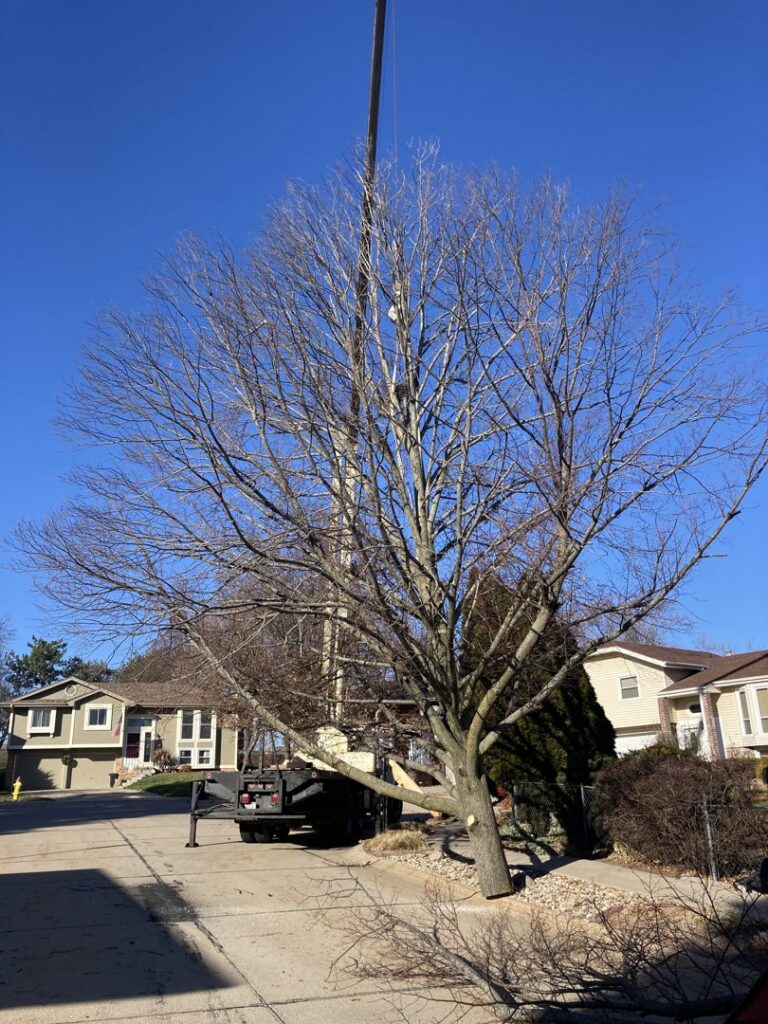 A large tree being removed with a crane, showing cut branches on the ground by A & C Tree Service in Las Vegas, NV.