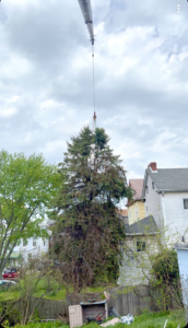 A large tree being carefully removed by a crane, part of site preparation by Horhut Inc. in Pittsburgh, PA.